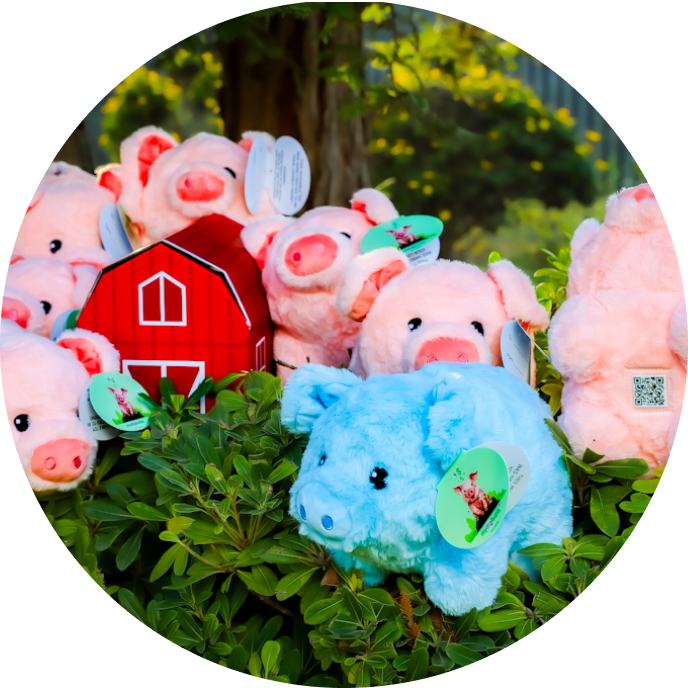 Here's an alt tag for the image: Cute pig plushies near red barn.